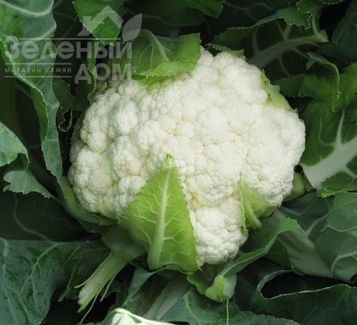 Авізо F1 / Aviso F1,70-75 днів  фото 1