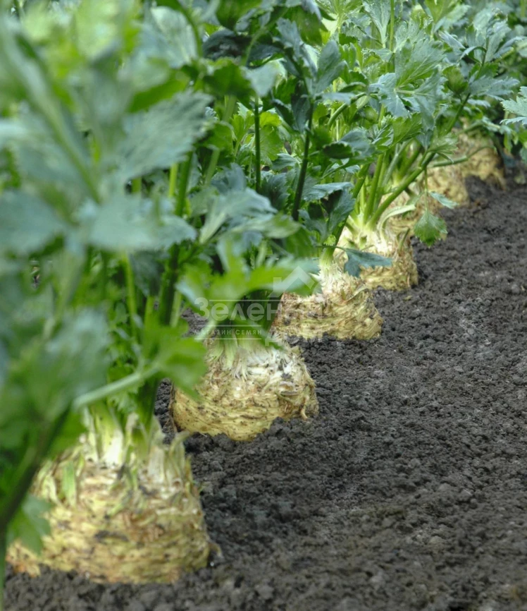 Диамант / Diamant,150 дней фото 1