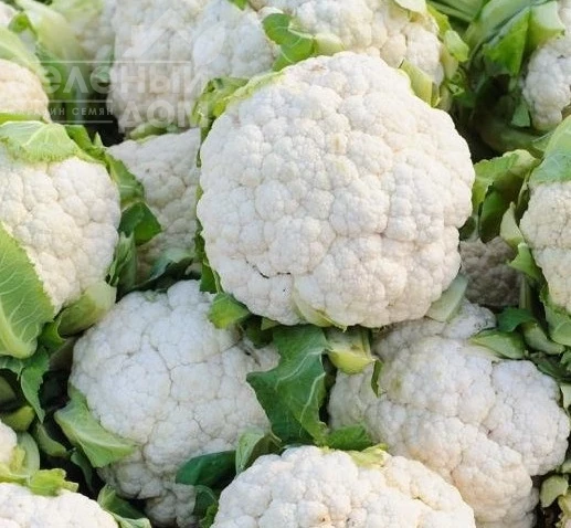 Витаминная / Vitaminnaya фото 2