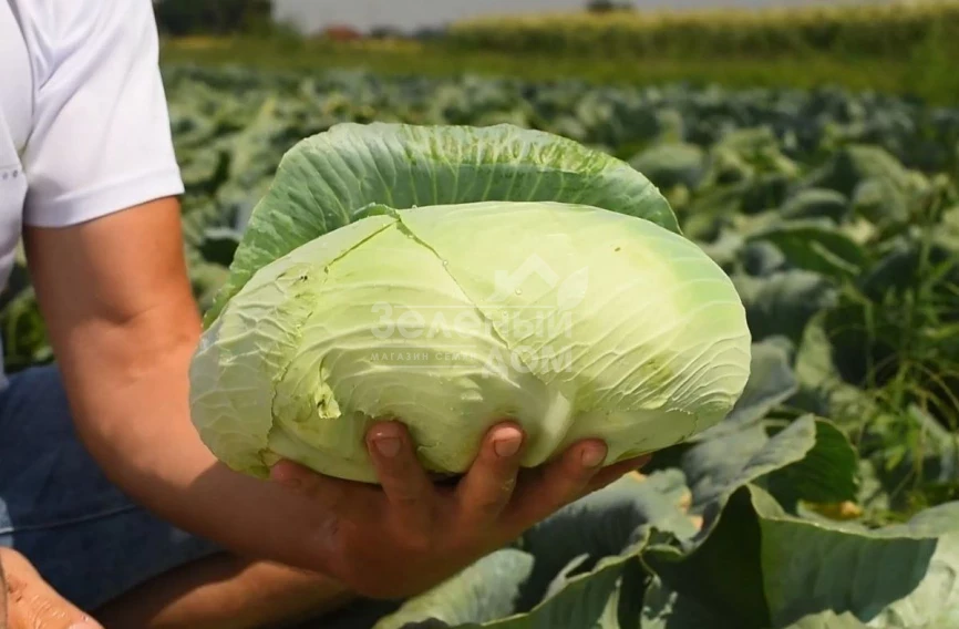 Платон F1 / Platon F1,85-90 дней фото 2