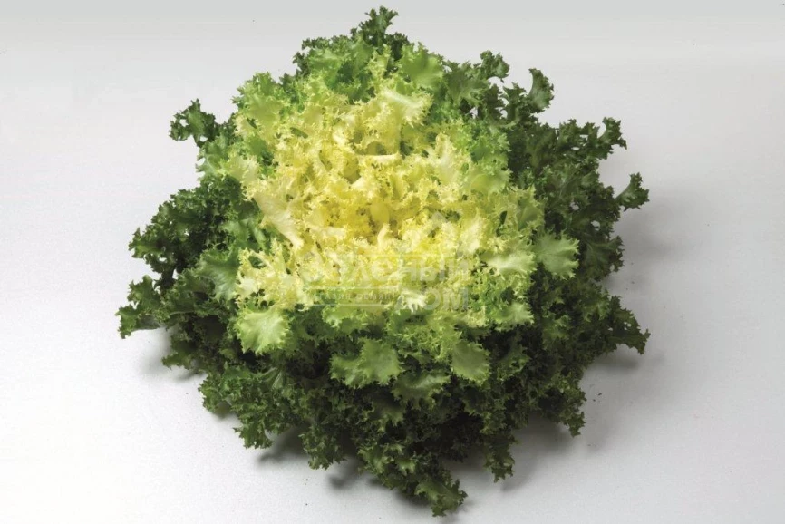 Домари / Domari фото 1