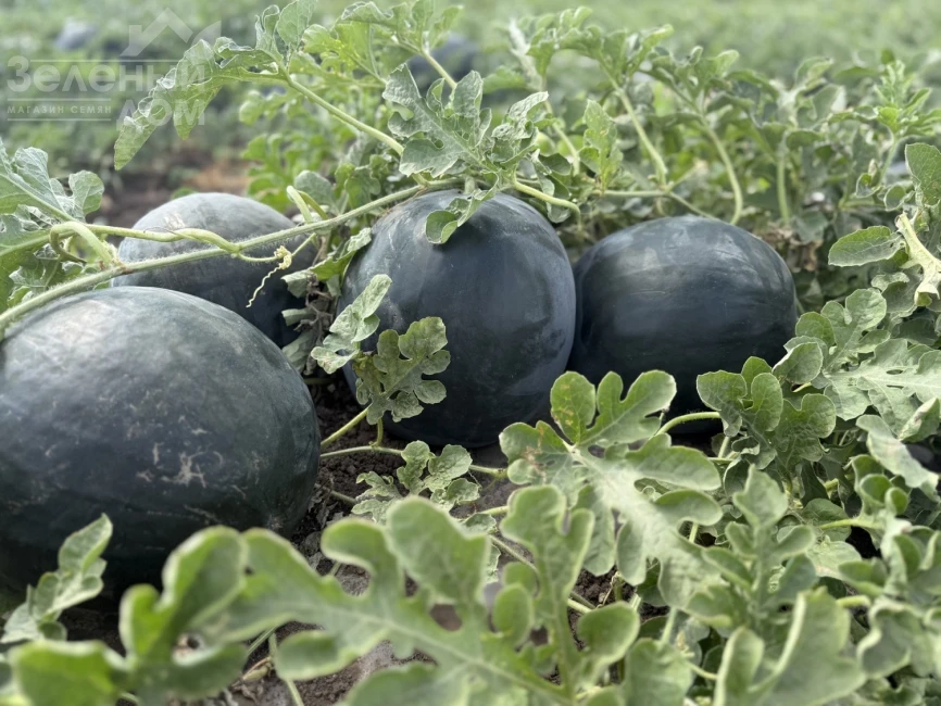 Стелс F1 / Stealth F1, 63–65 дней фото 2