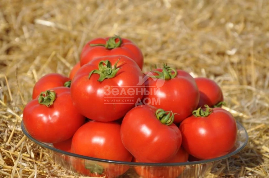 Свит Муссон F1 / Svit Musson F1, 60-68 дней фото 2