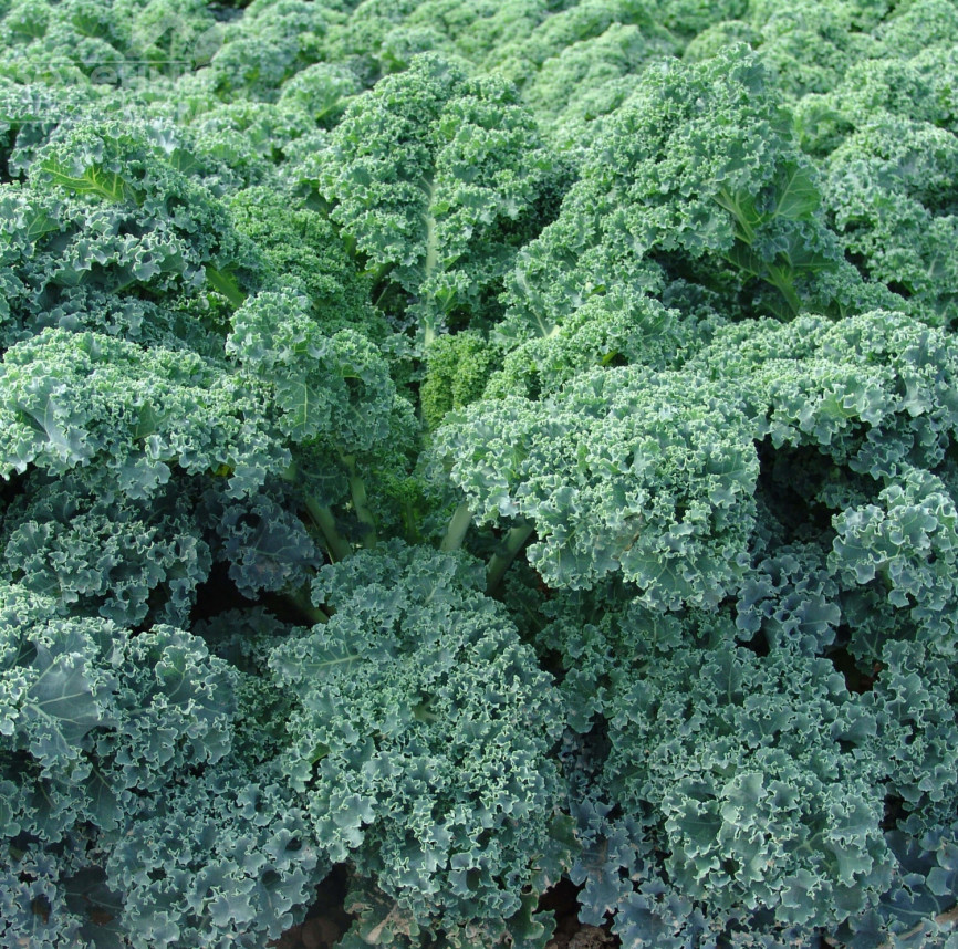 Капрал / Kapral фото 1