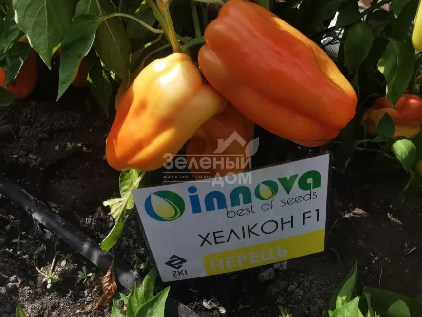 Хеликон F1 / Helikon F1,70-75 дней фото 4