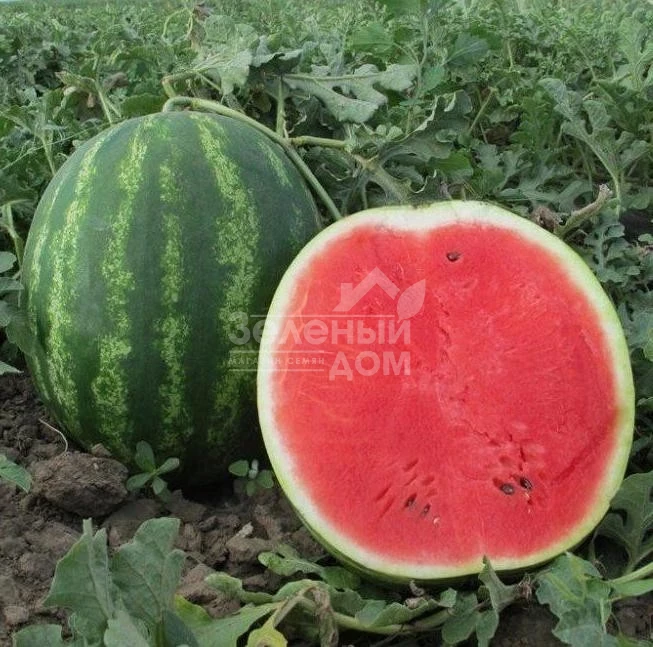 Талисман F1 / Talisman F1,62-65 дней фото 1