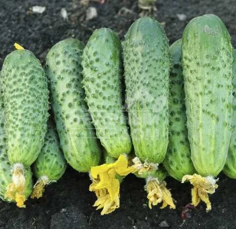 Авенсис F1 / Avensis F1,40-42 дня фото 1