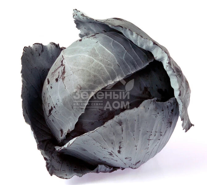 Футурима F1 / Futurima F1, 125-140 дней фото 3