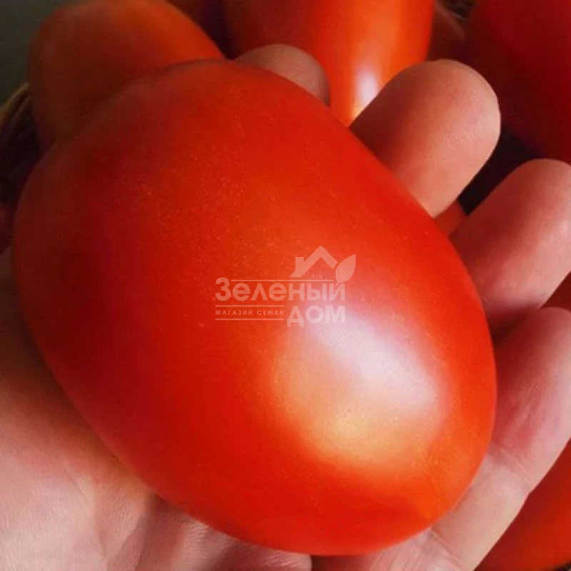 Симон (INX 3001) F1 / Simon (INX 3001) F1,120 дней фото 1