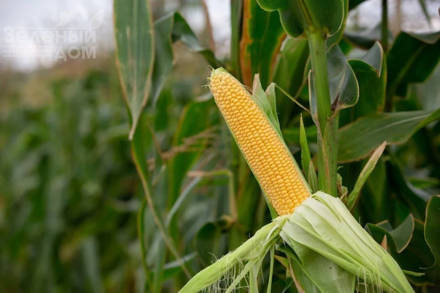 Санрайз F1 / Sanrayz F1, 78-80 дней фото 1