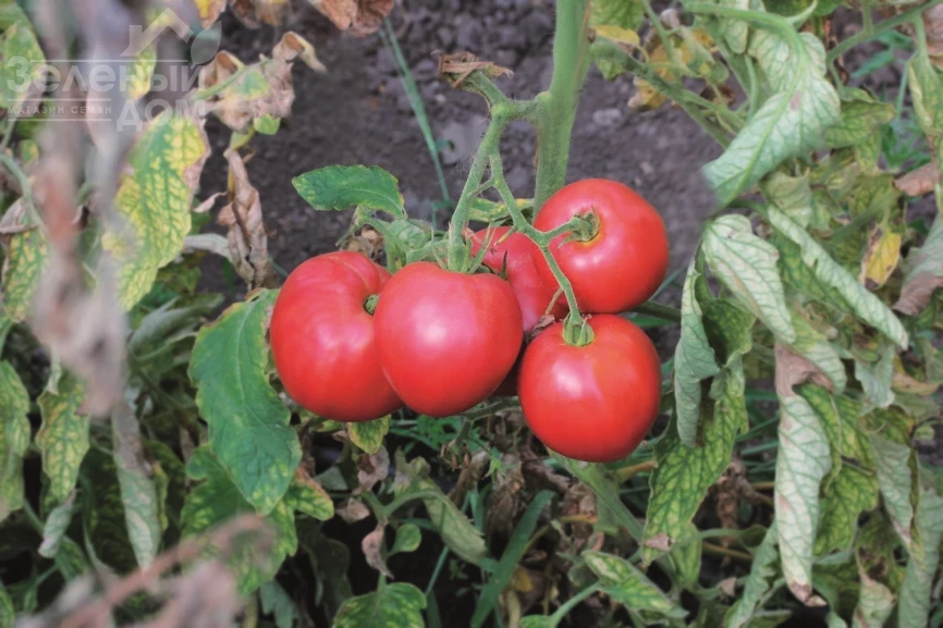 До-ре-ми F1 / Do-re-mi F1 фото 1