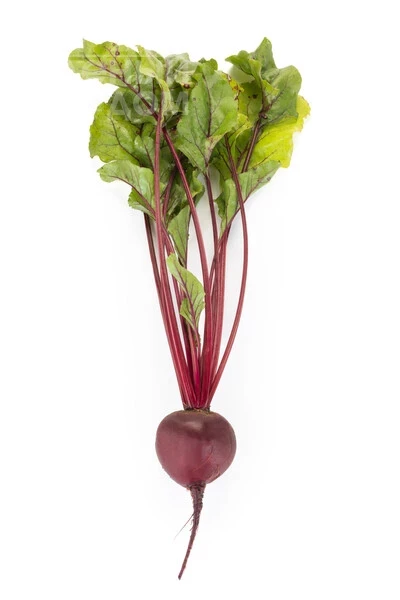 Родити F1 / Roditi F1, 105-110 дней фото 3