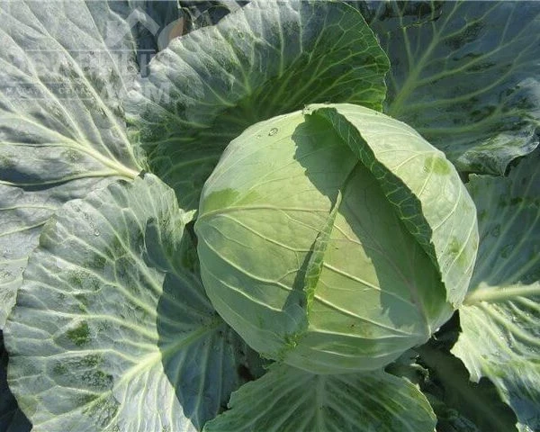 Дитмаршер Фрюер / Ditmarsher Fryuyer фото 1