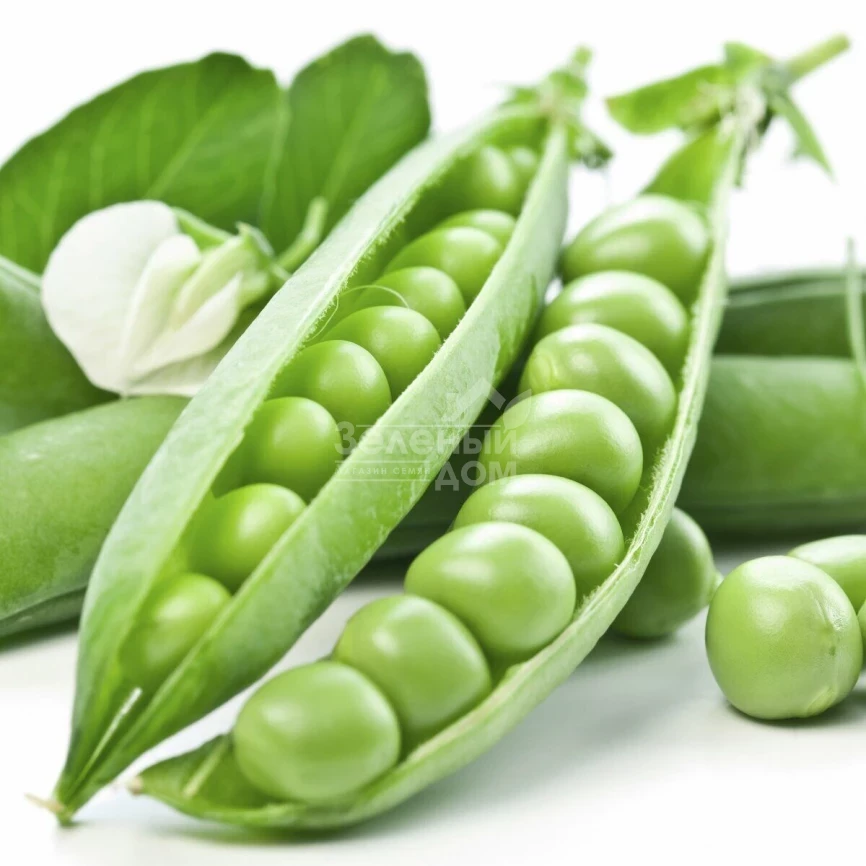 Преладо / Prelado,58 дней фото 3