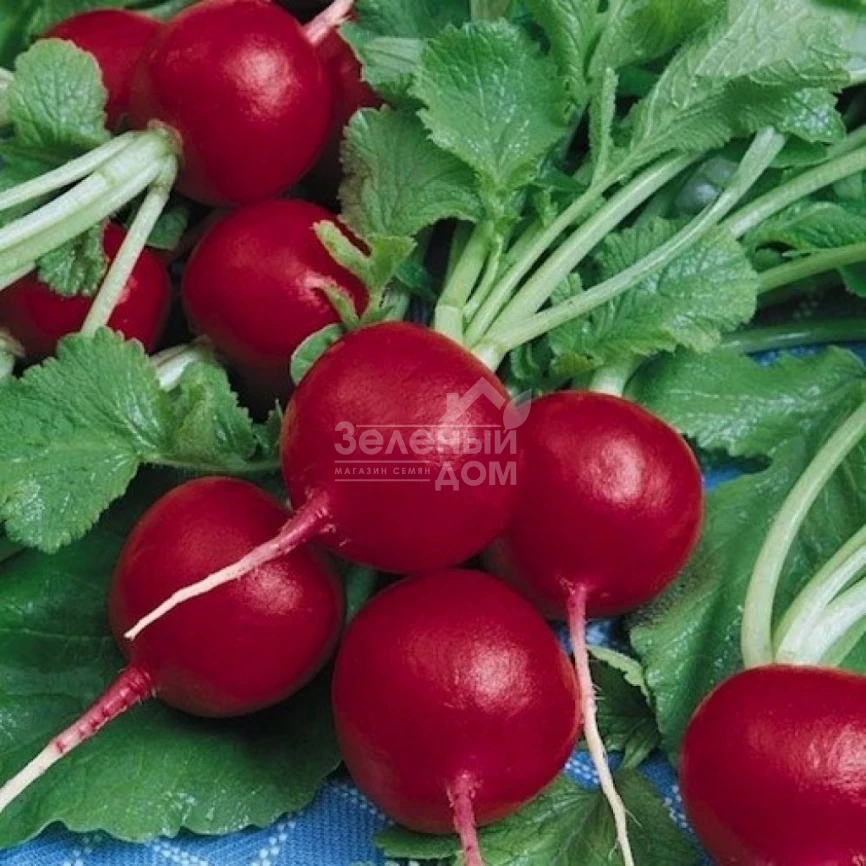 Диего F1 / Diego F1,22-23 дня фото 3