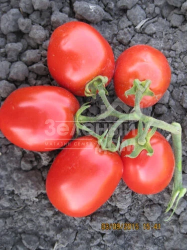 8504 F1 / 8504 F1, 125 дней фото 1