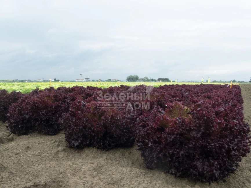 Солос / Solos,40-45 дней фото 2