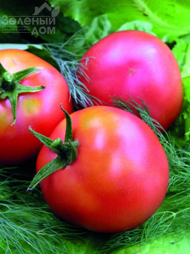 Настенька / Nastenka, 90-100 дней фото 1