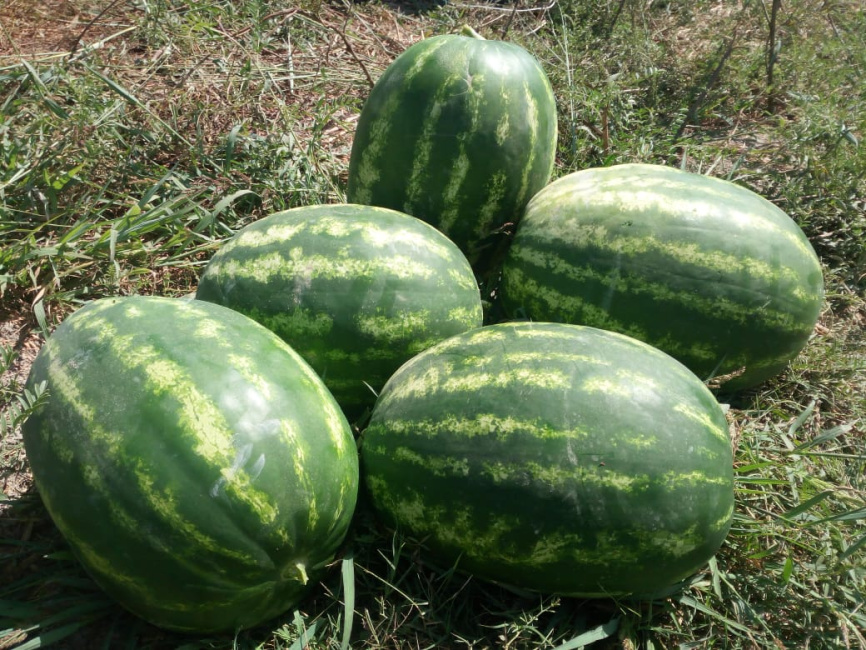 Тамерлан F1 / Tamerlan F1,65-68 днів фото 1