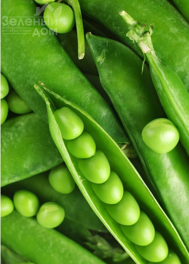 Бінго / Bingo,80-85 днів фото 1