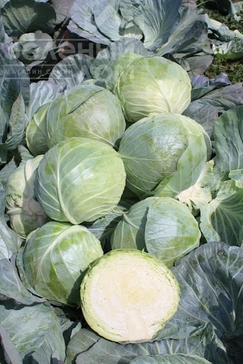 Коронейшн F1 / Coronation F1, 120-140 дней фото 1