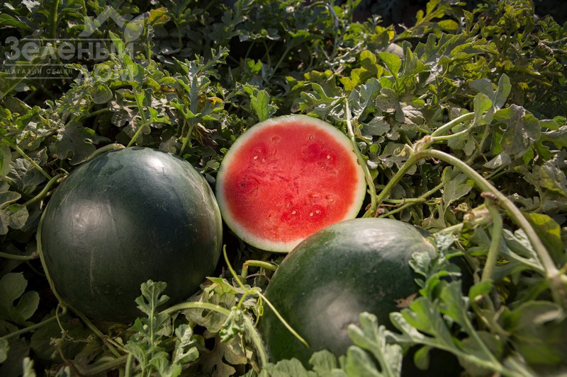 Гуелва F1 / Huelva F1,55-60 днів фото 1