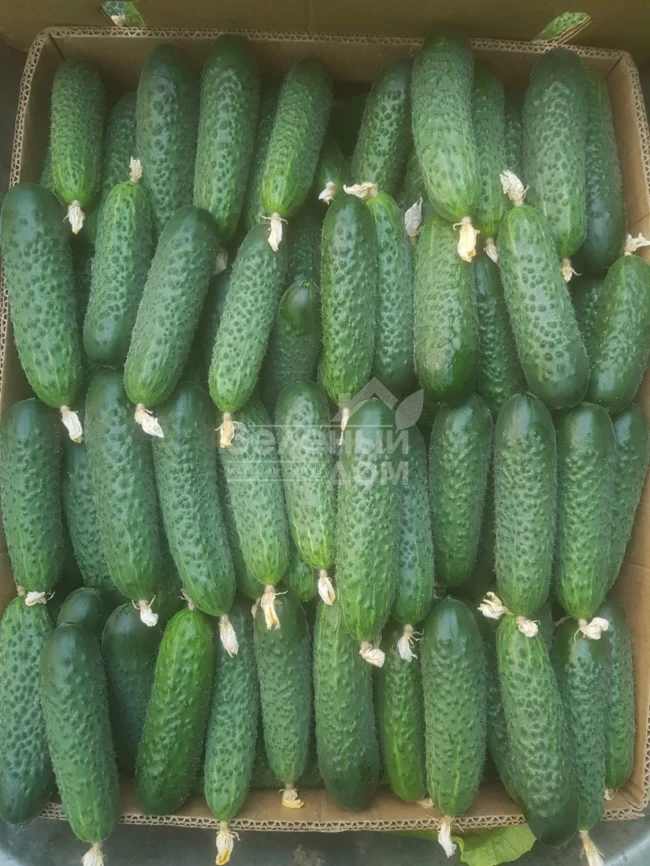 Кассиус F1 / Cassius F1,32-35 дней фото 1