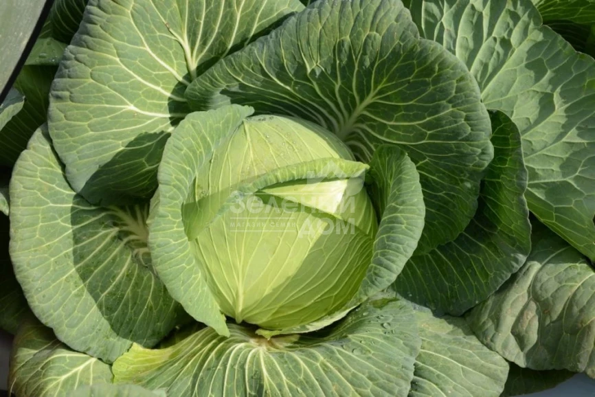 Платон F1 / Platon F1,85-90 дней фото 1