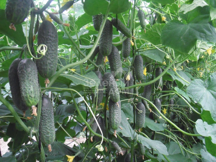 Директор F1 / Director F1,43-45 дней фото 1