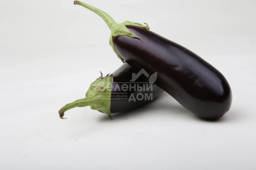 Морис F1 (LS 1322) / Moris F1 (LS 1322),83-87 дней фото 1