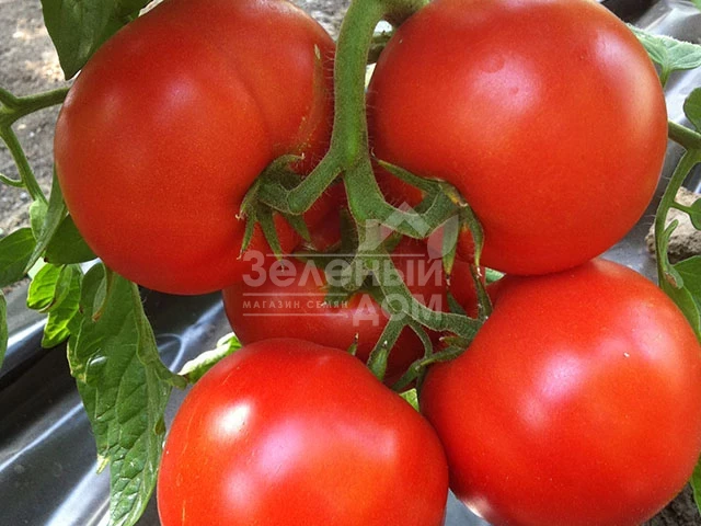 Саймон F1 / Saimon F1 фото 3