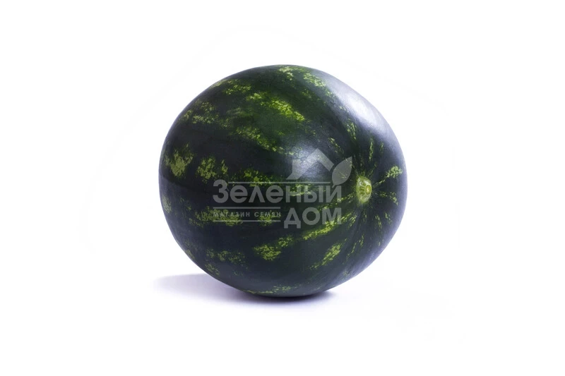 Лузитана F1 /  Lusitana F1, 55-58 дней фото 2