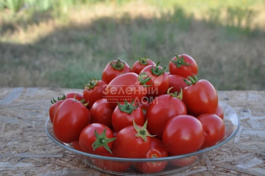 Чезена F1 / Chezena F1, 85-95 дней фото 2