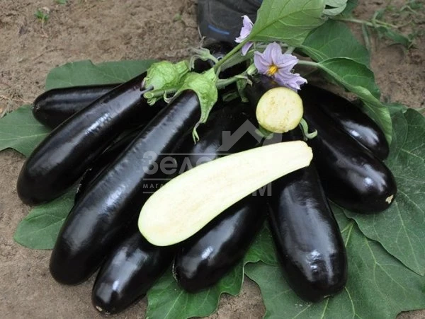 Мадалена F1 / Madalena F1,90-105 дней фото 1