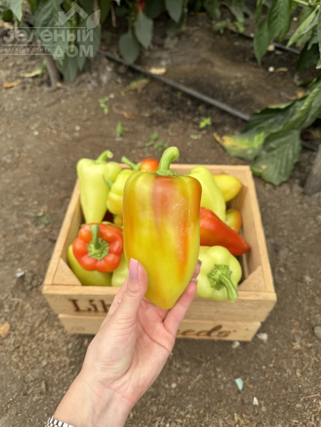 Рубикон F1 / Rubikon F1, 52-57 дней фото 3