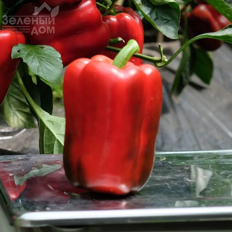 Ангус F1 / Angus F1,60-65 дней фото 1