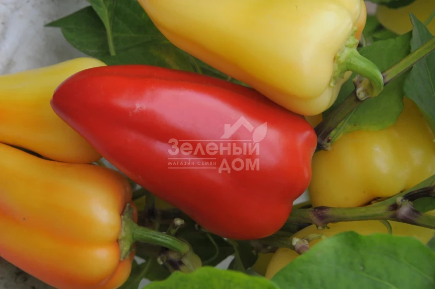 Била Зирка / Bila Zirka,105-110 дней фото 2