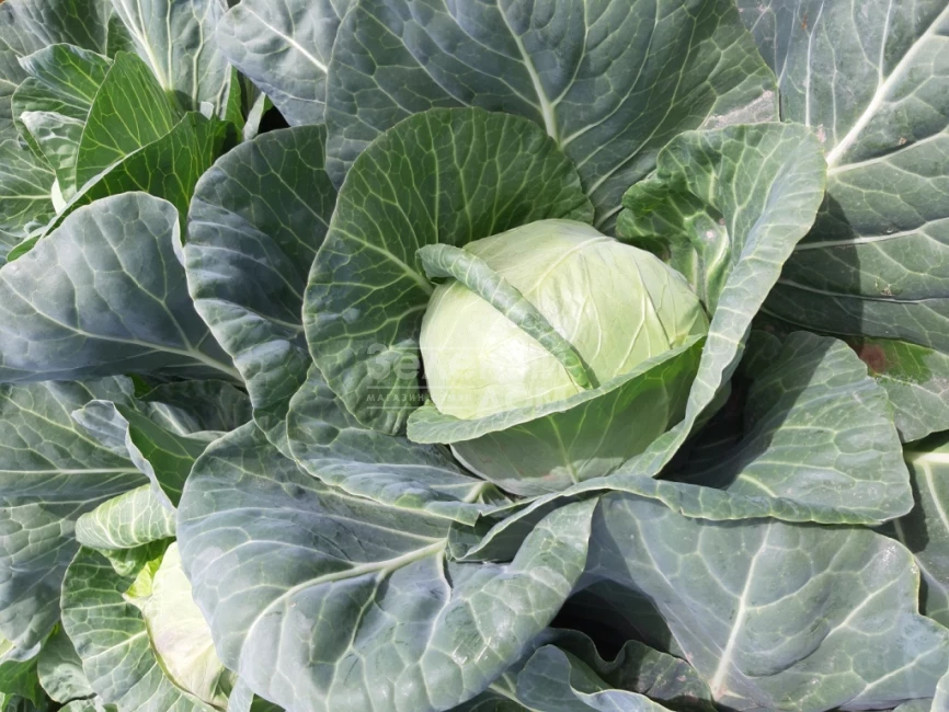 Ксена F1 / Ksena F1, 65-70 дней фото 2