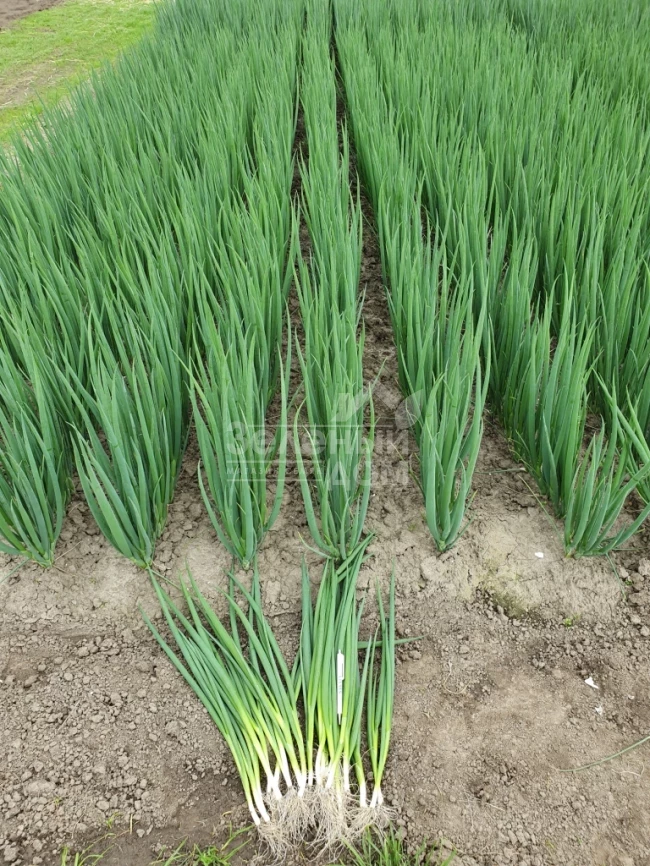 Йода F1 / Yoda F1 фото 4