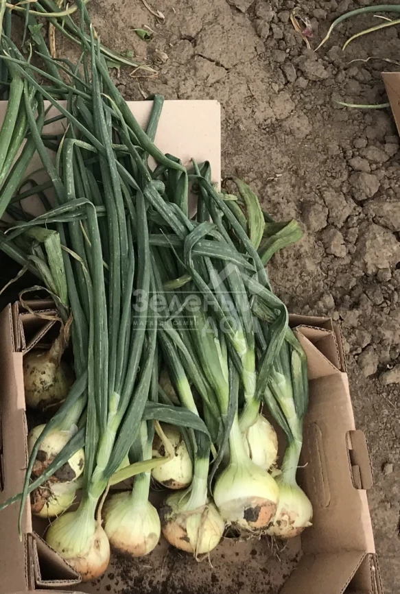 Чаирмэн F1 / Chairman F1 фото 4