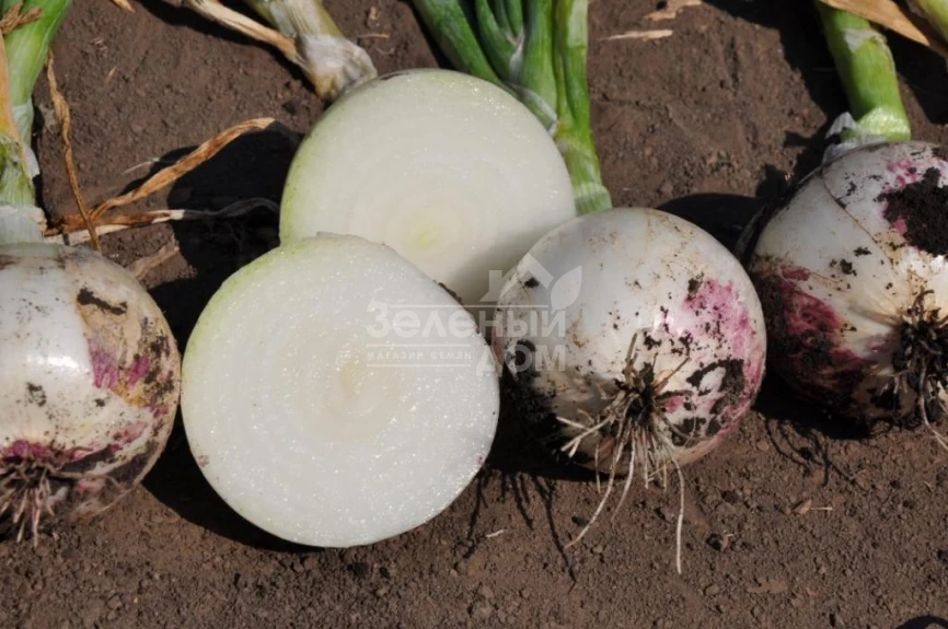 Примо Бланко F1 / Primo Blanco F1, 110-115 дней фото 3