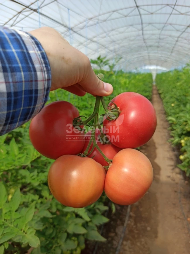 Дейзи (PL 6210) / Daisy (PL 6210) фото 4