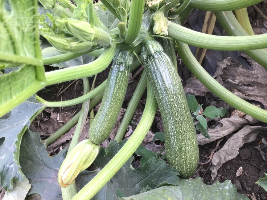 Селиена F1 / Celiena F1, 40-42 дня фото 1