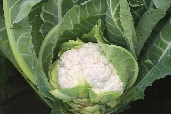 Аэроспейс F1 / Aerospace F1,70-75 дней фото 1