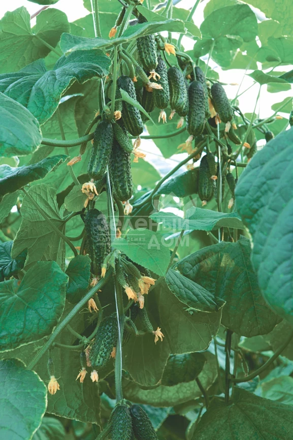 Эколь F1 / Ekol F1,40-42 дня фото 1