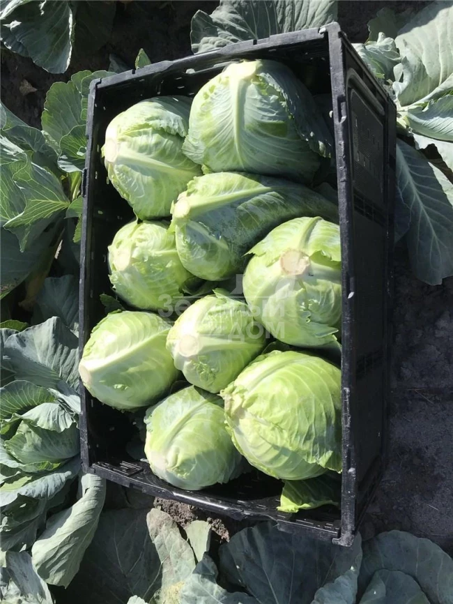 Ботран F1 / Botran F1,83 дня фото 2