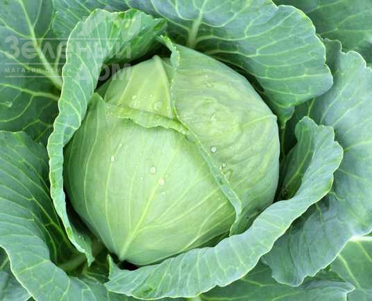 Амагер / Amager фото 1