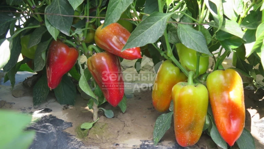 Сенатор F1 / Senator F1 фото 1