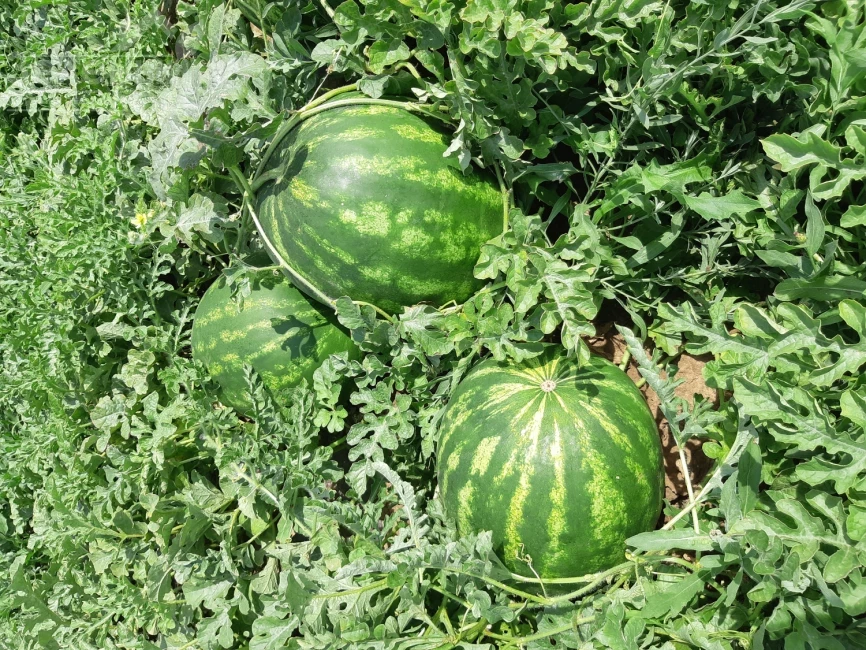 НУН 21613 F1 / НУН 21613 F1, 62-65 дней фото 1