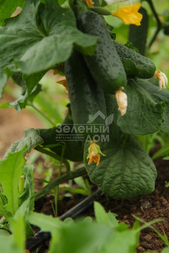 Джоккер F1 / Jokker F1,40-45 дней фото 2